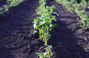 potato plants in a garden