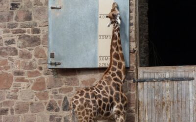 Expectation Control is the Secret to Avoid Emotional Roller Coaster