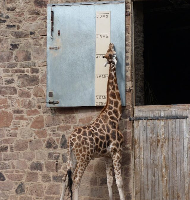 Expectation Control is the Secret to Avoid Emotional Roller Coaster