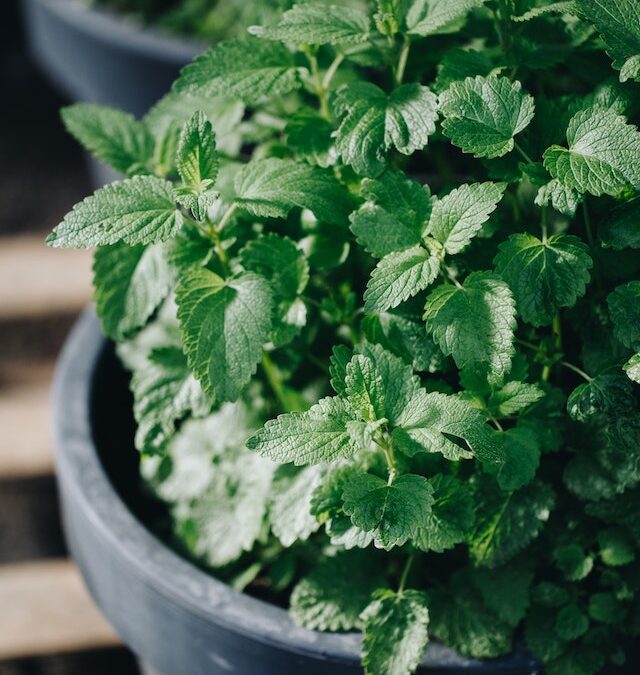 5 Powerful Life Lessons from Gardening