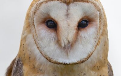 How to Start & Persevere with Overwhelming Tasks