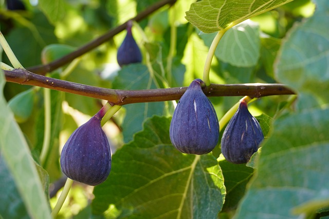 To have figs like these, you need to have long-term mindset.