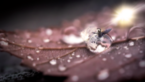 A person is surfing inside raindrops on leaf: a miniature effect photography