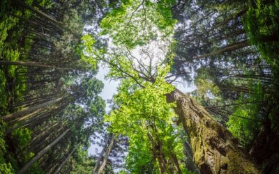 Revitalize Your Life: How to Manage Your Body Budget